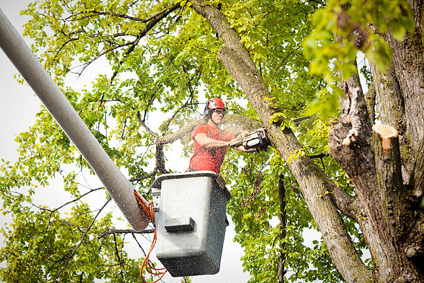 Best Emergency Storm Tree Removal  in Carrier Mls, IL